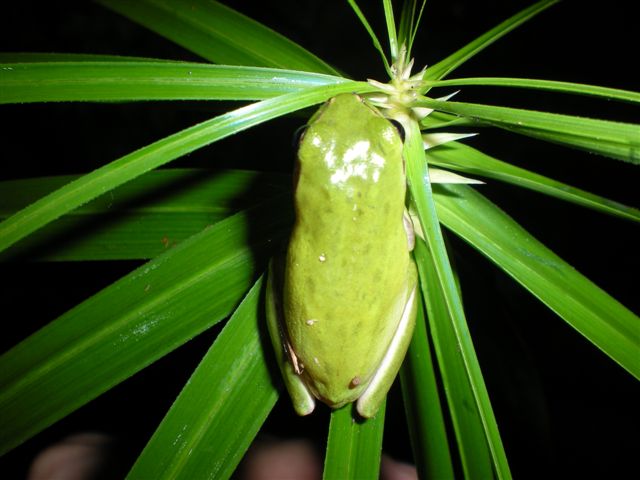 Hyla meridionalis